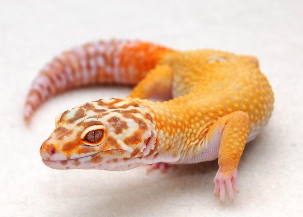 Игуана и хамелеон