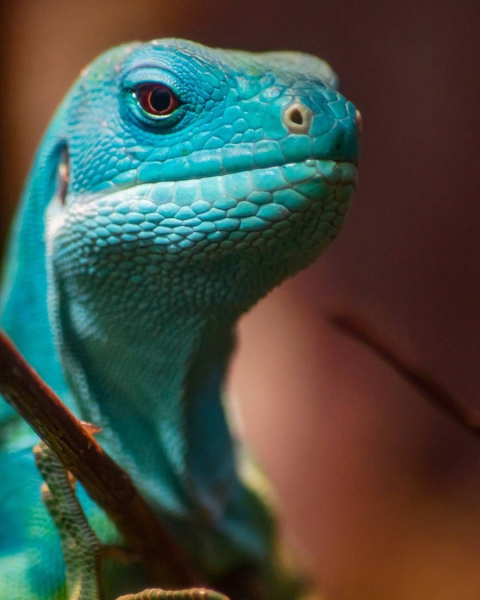 Игуана и хамелеон