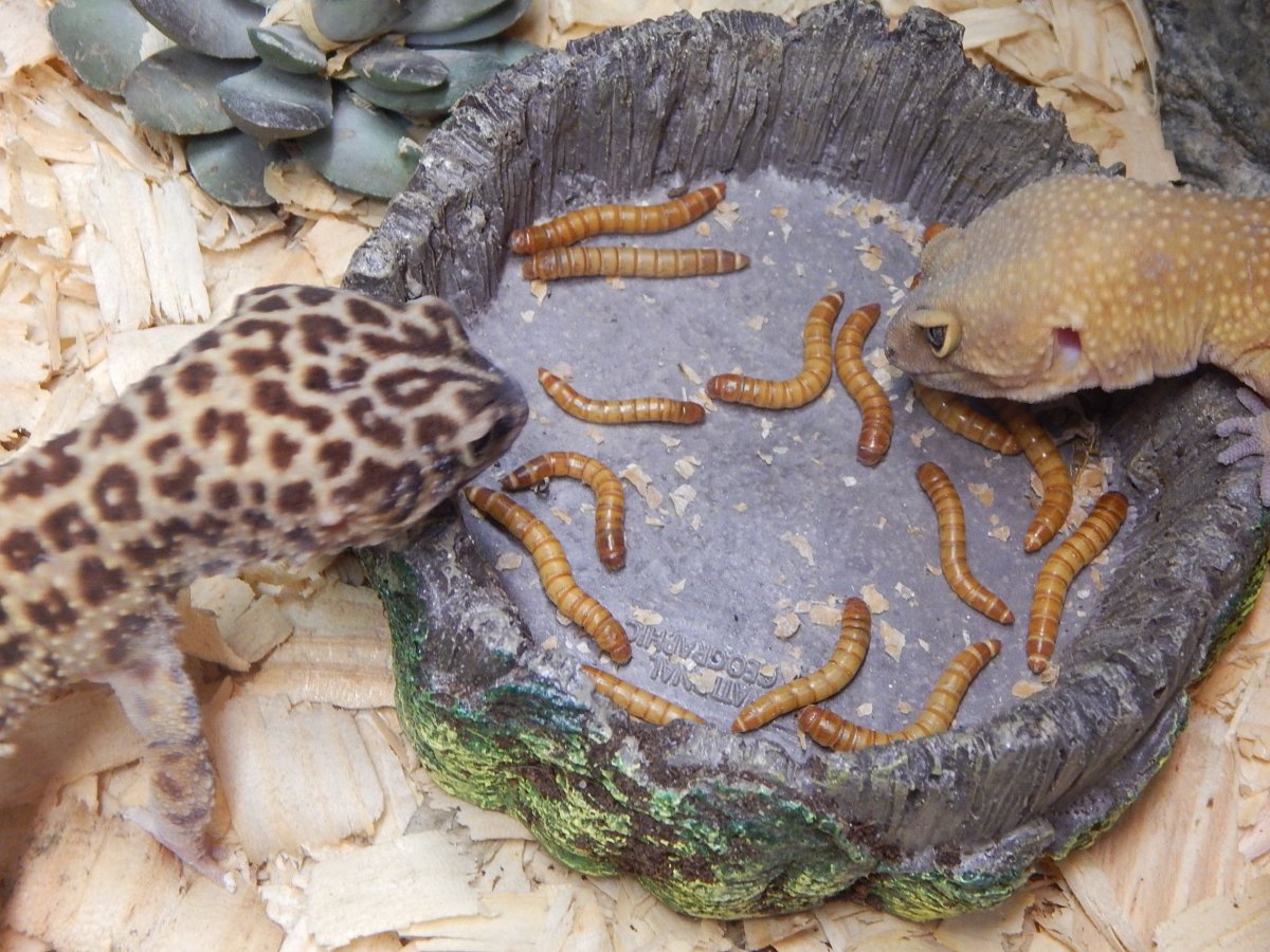 Игуана Василиск