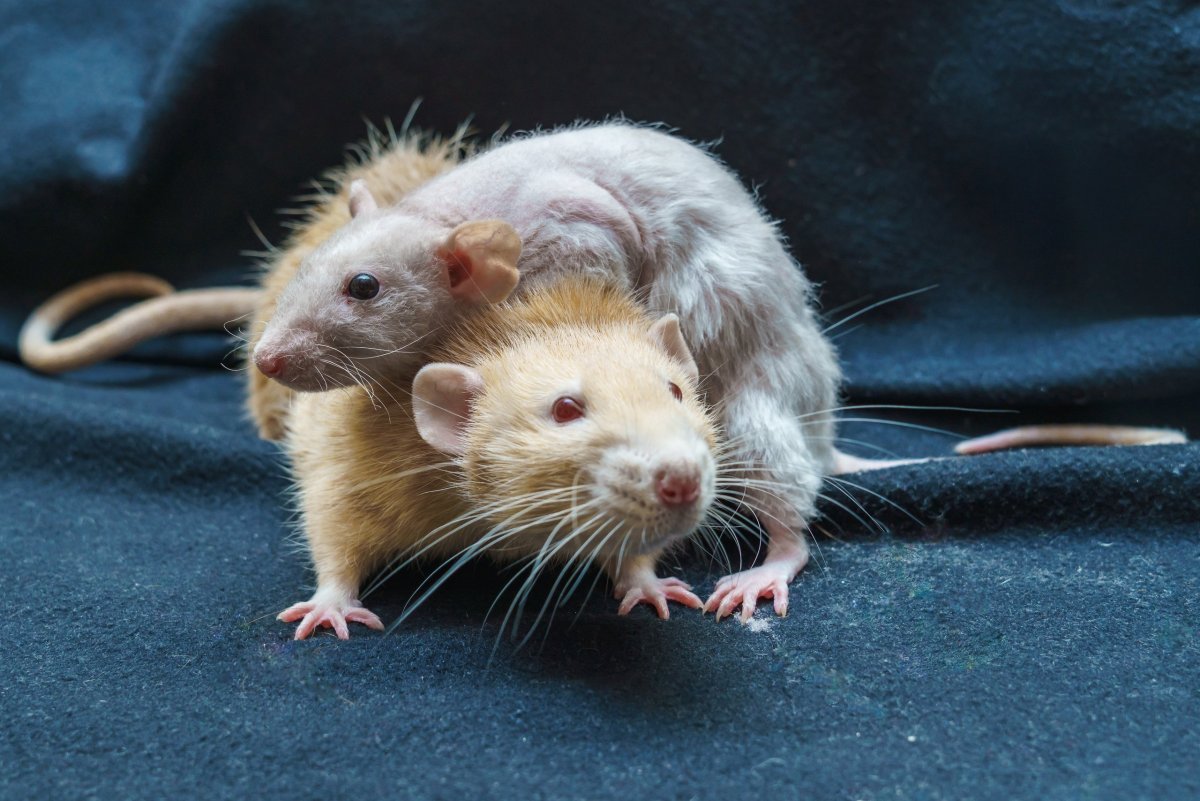 Рыжая крыса Пасюк