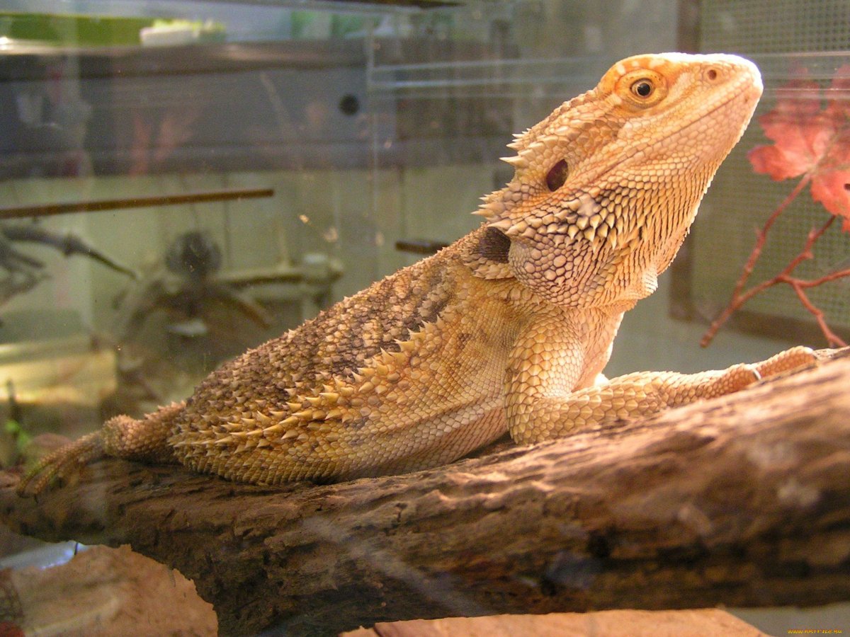 Тритон игуана