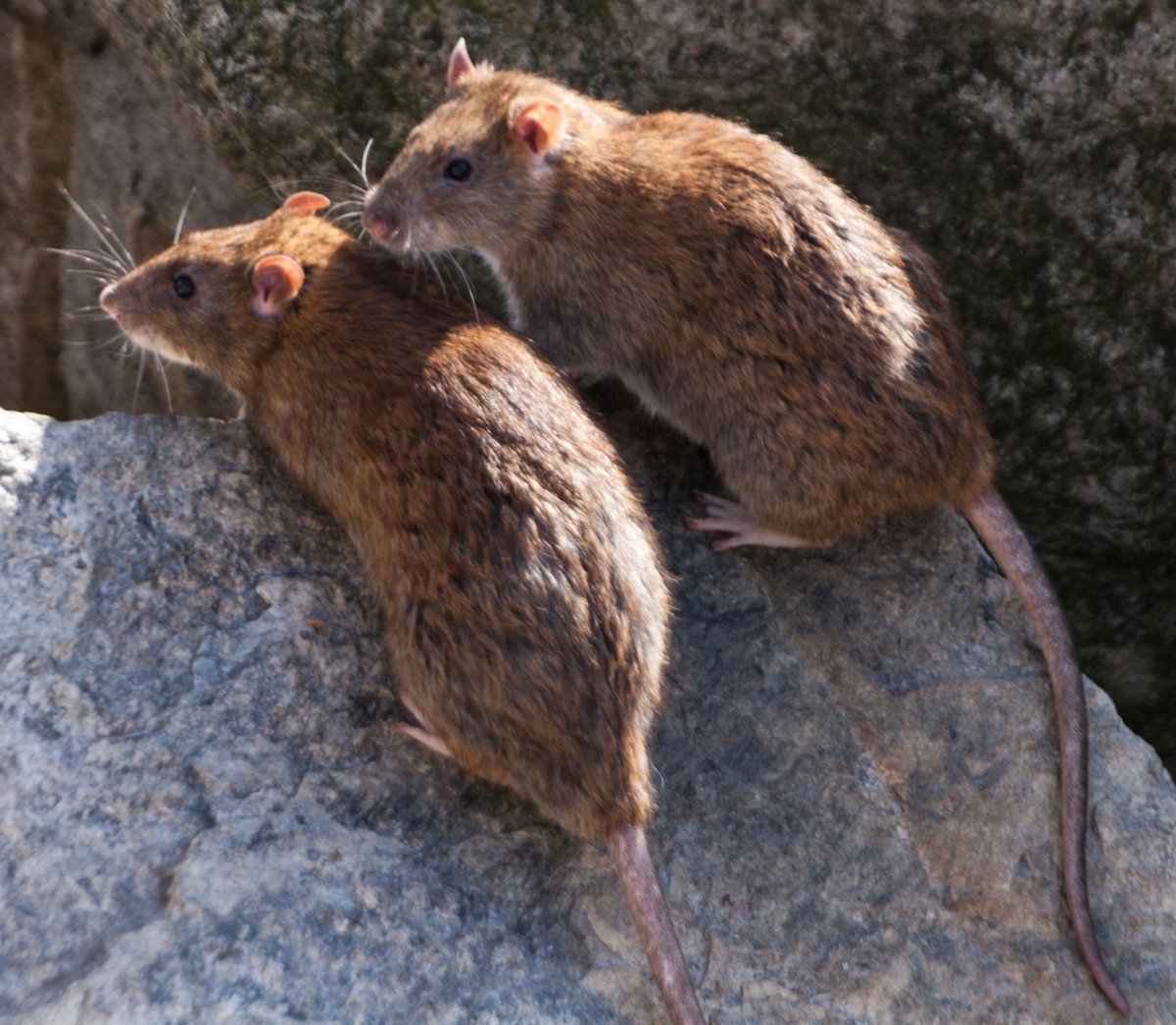 Крысы Эстетика