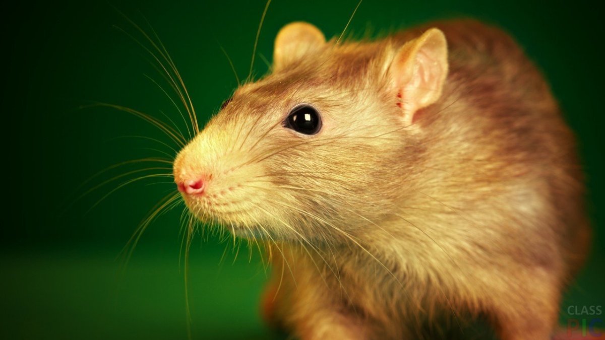 Рыжая крыса