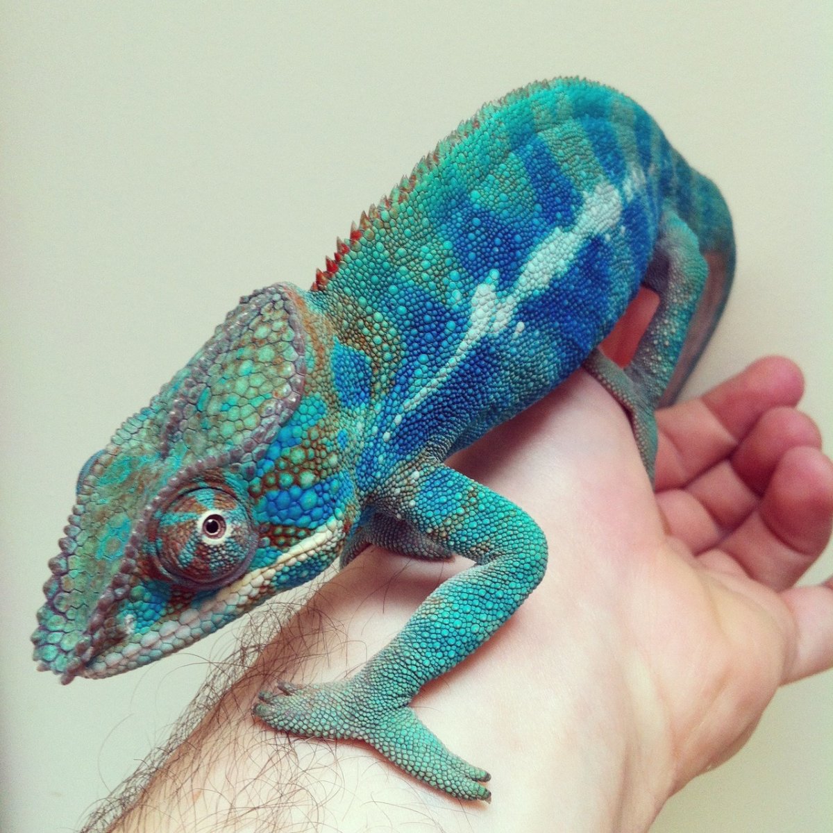 Аквариумные рыбки ящерки