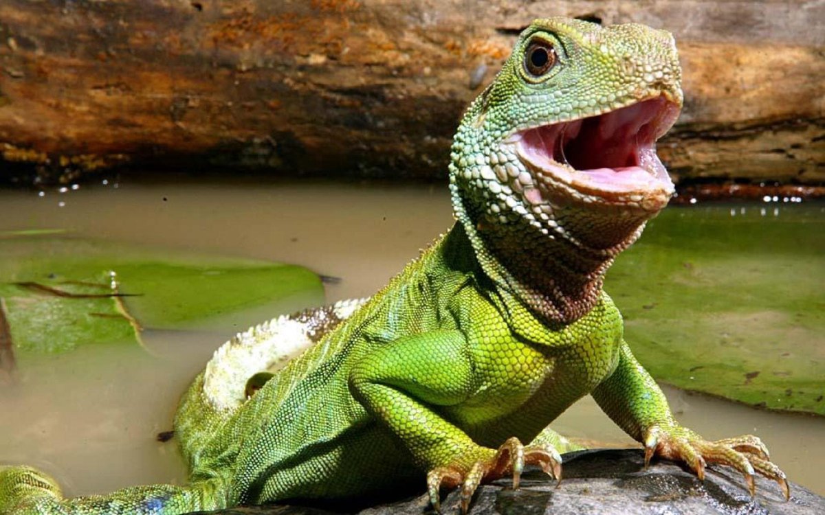 Саламандра аксолотль взрослый