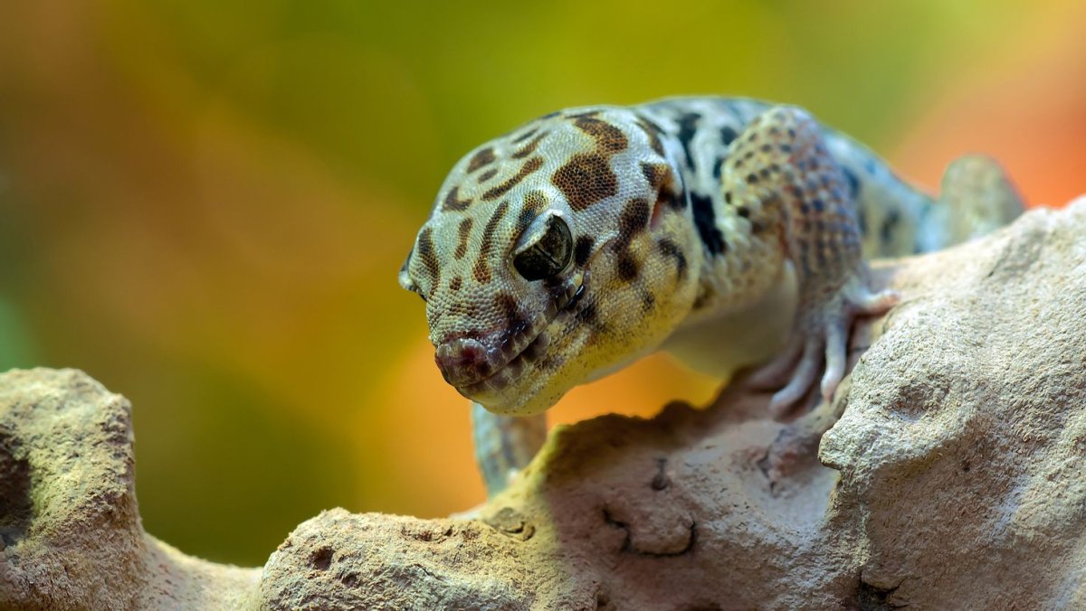 Ушастый новокаледонский геккон