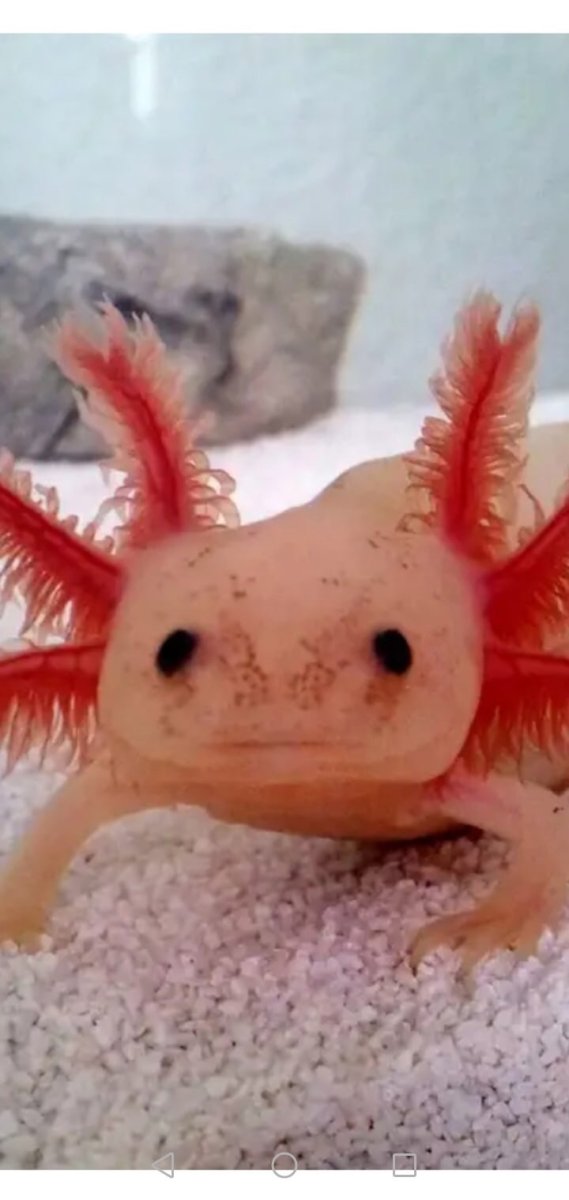 Каймановый Варан