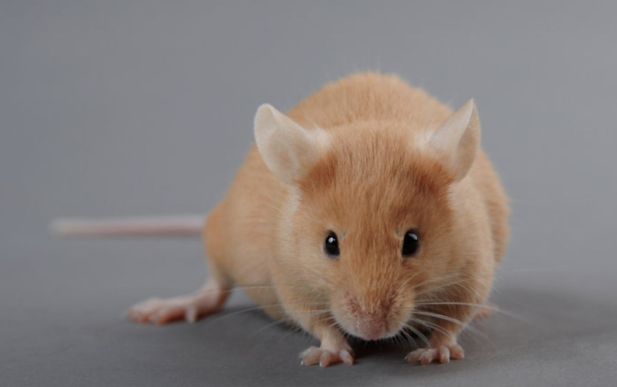 Крыса в руке