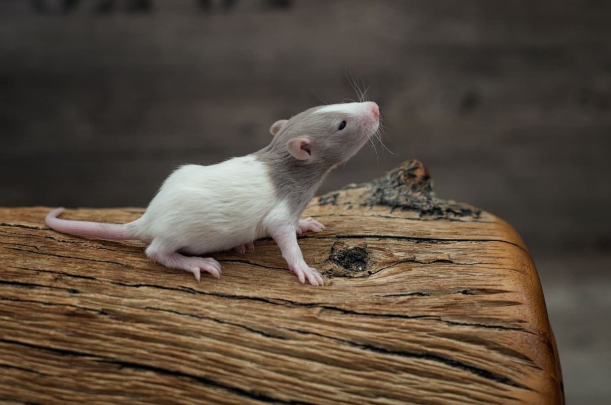 Крыса фавн Дамбо