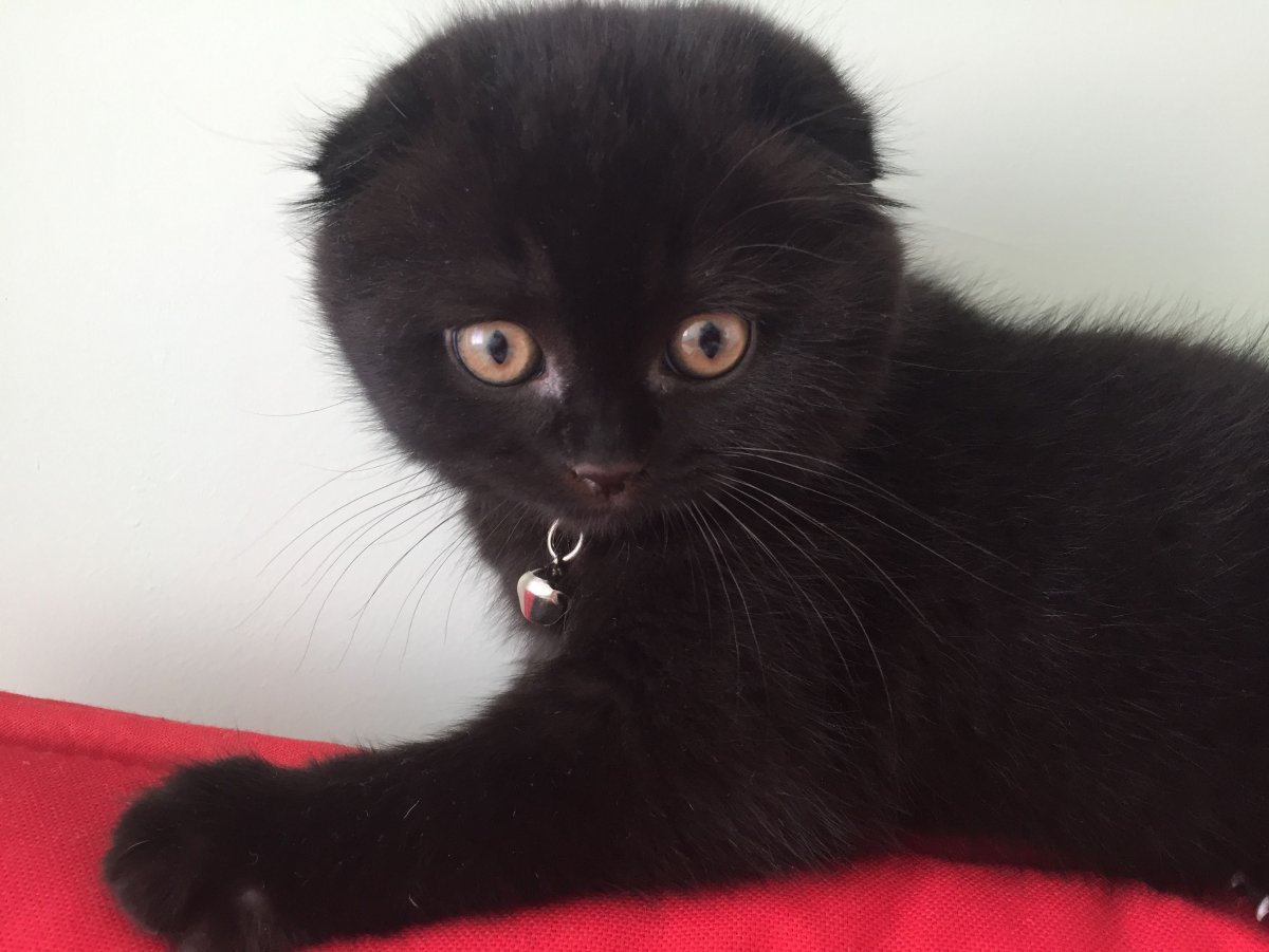 Шотландская вислоухая кошка черная