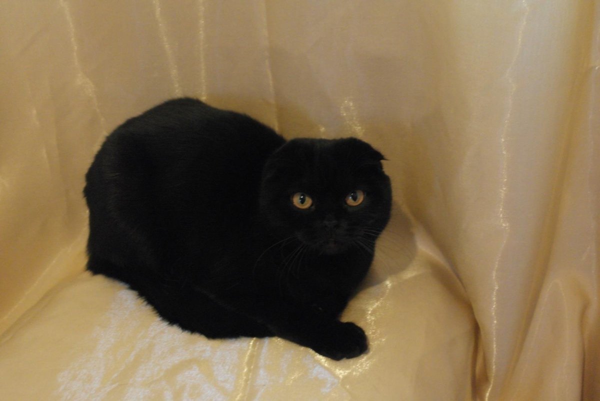 Шотландский вислоухий кот серый