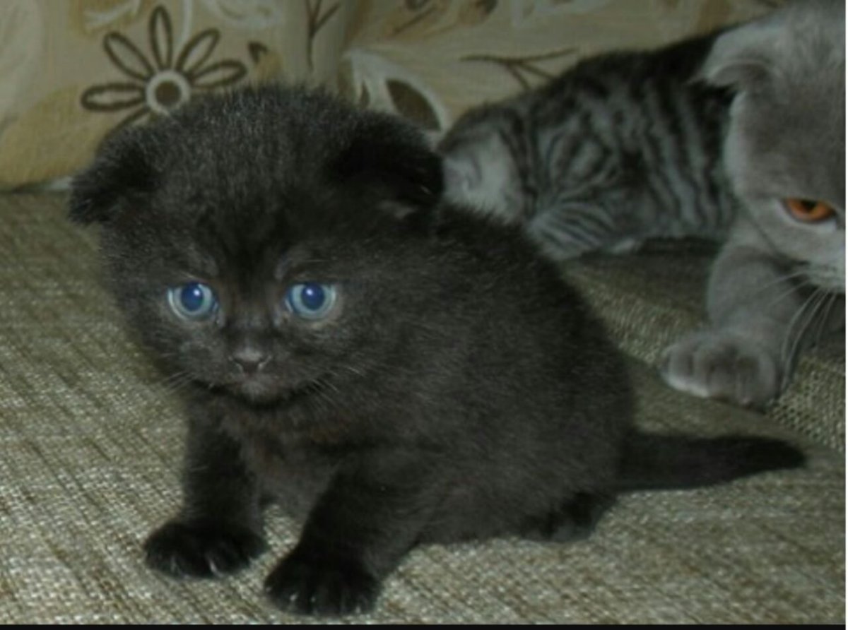 Скоттиш-фолд Шотландская вислоухая