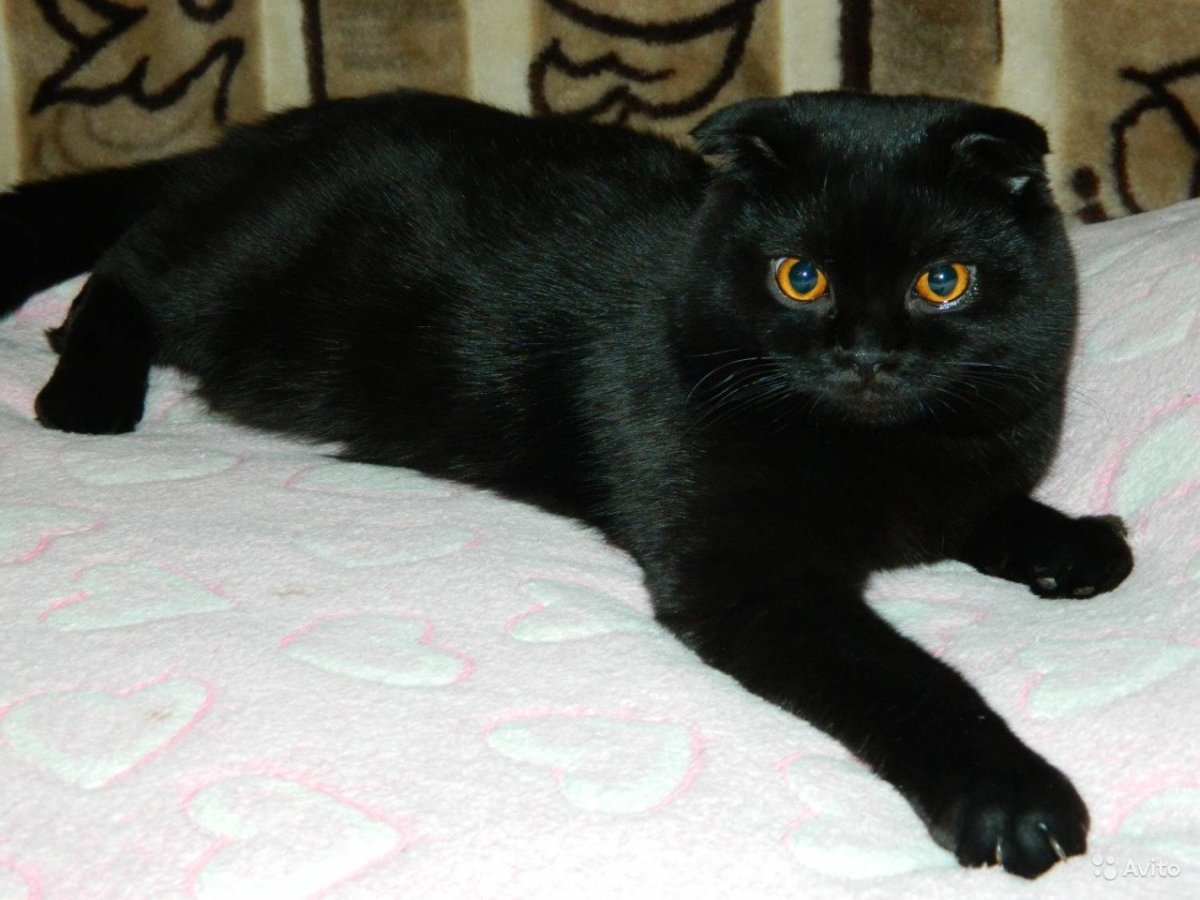 Вислоухий британец котенок черный