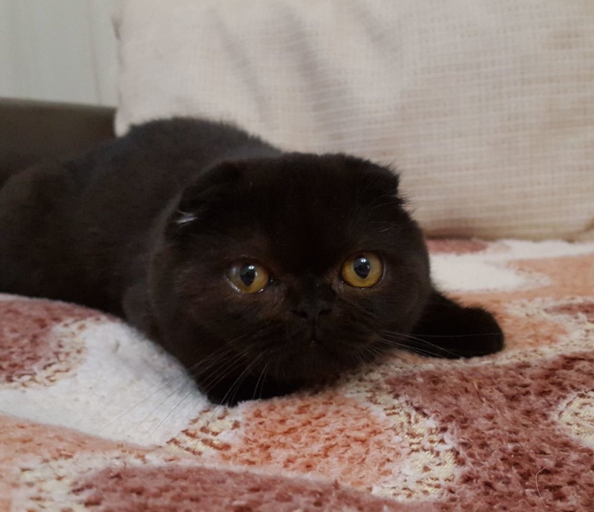 Персидский кот экзот черный