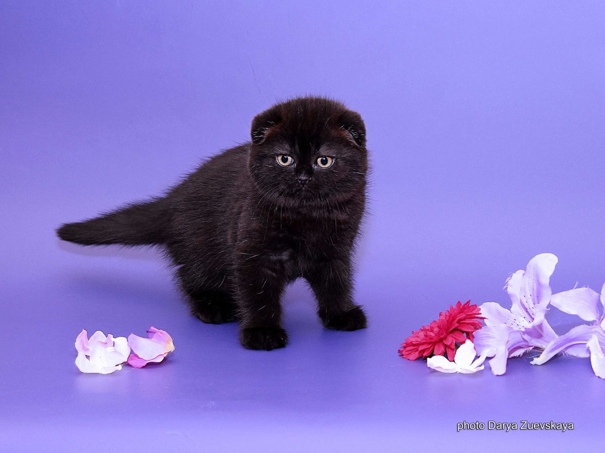 Шотландская вислоухая кошка черная с желтыми глазами