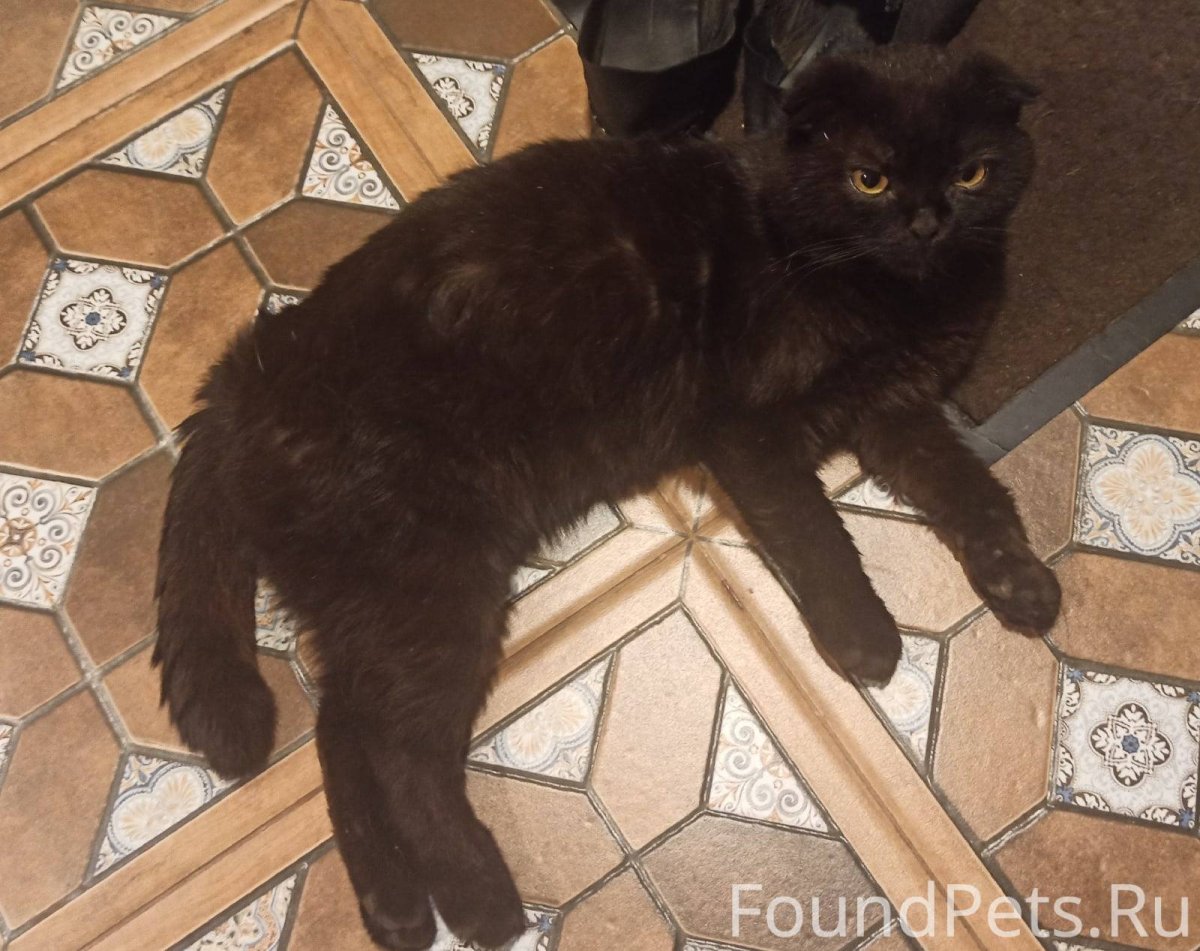 Чёрный вислоухий кот с жёлтыми глазами