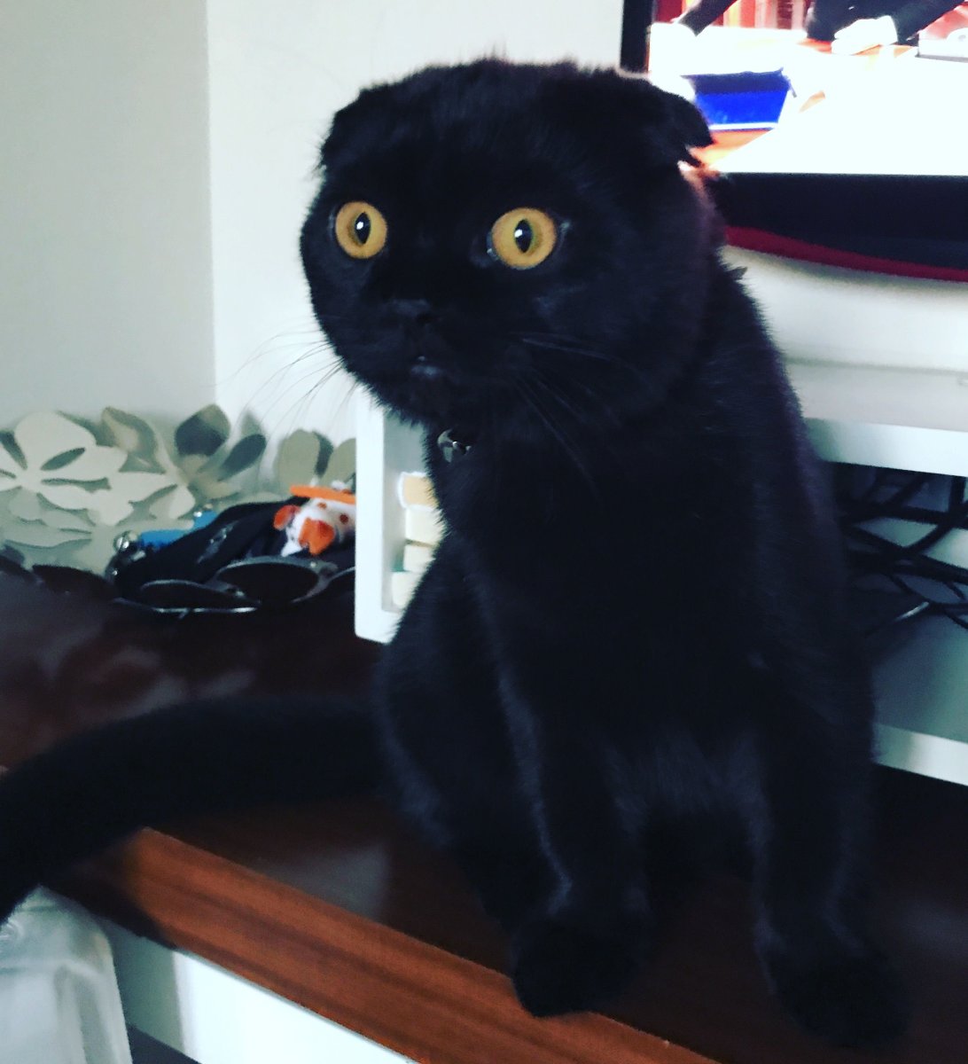 Скоттиш фолд черный