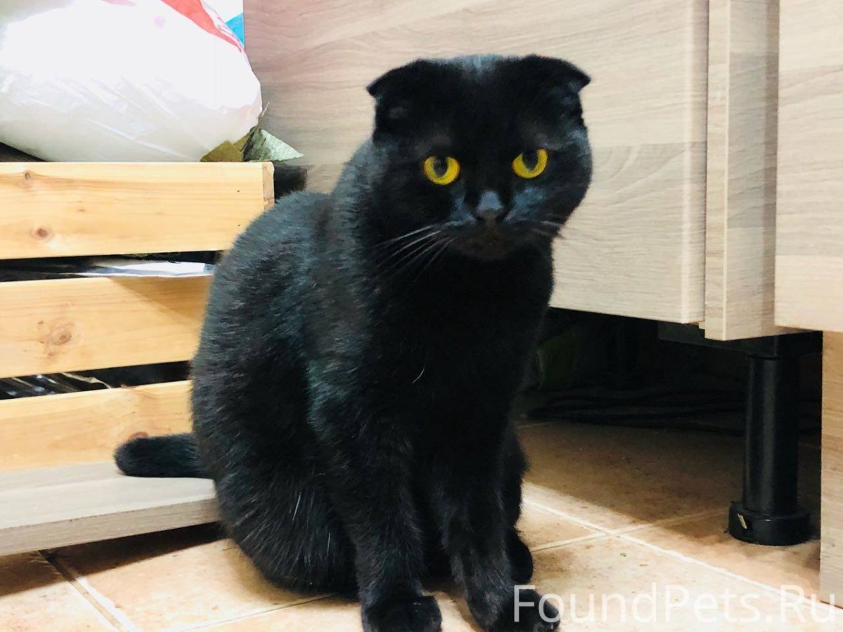 Скоттиш-фолд Шотландская вислоухая кошка черная