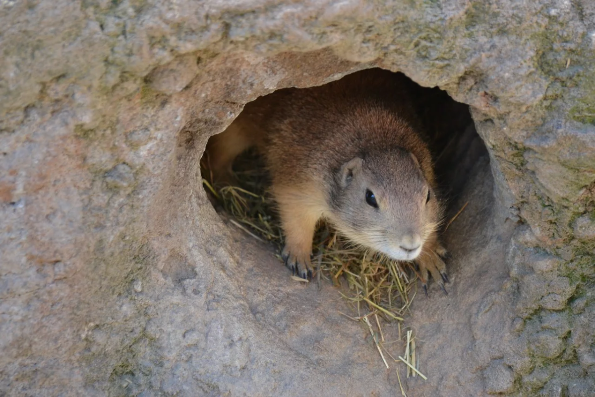 Норы Сурков