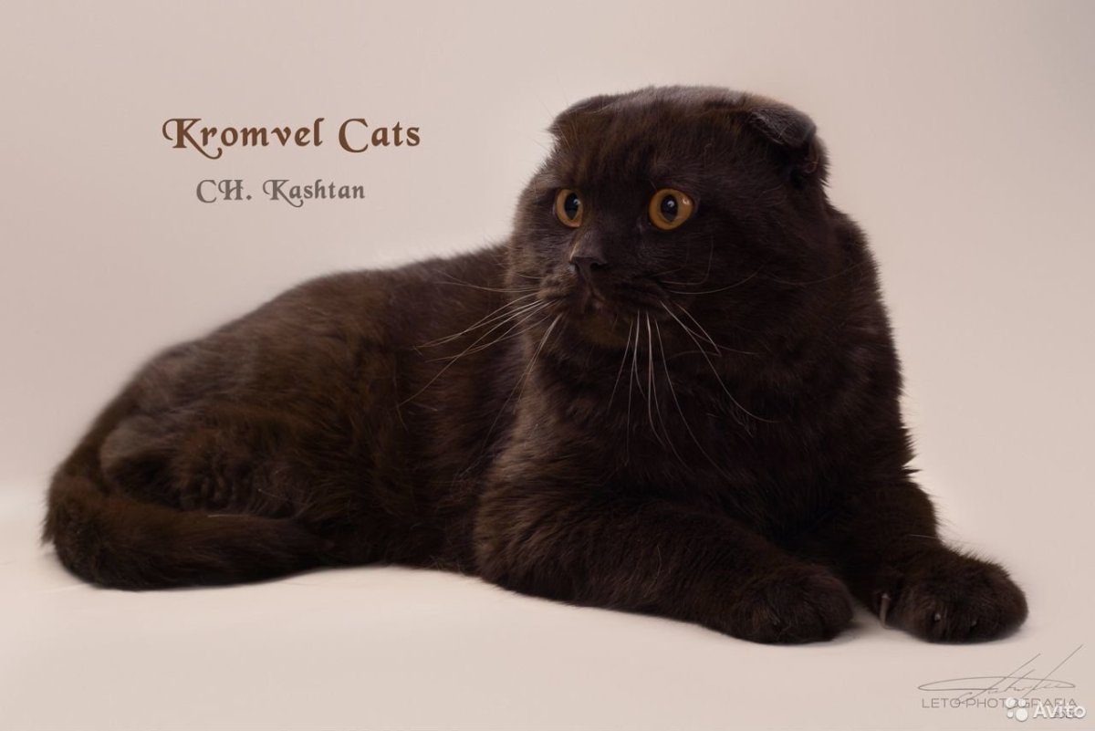 Чёрный вислоухий котёнок с голубыми глазами