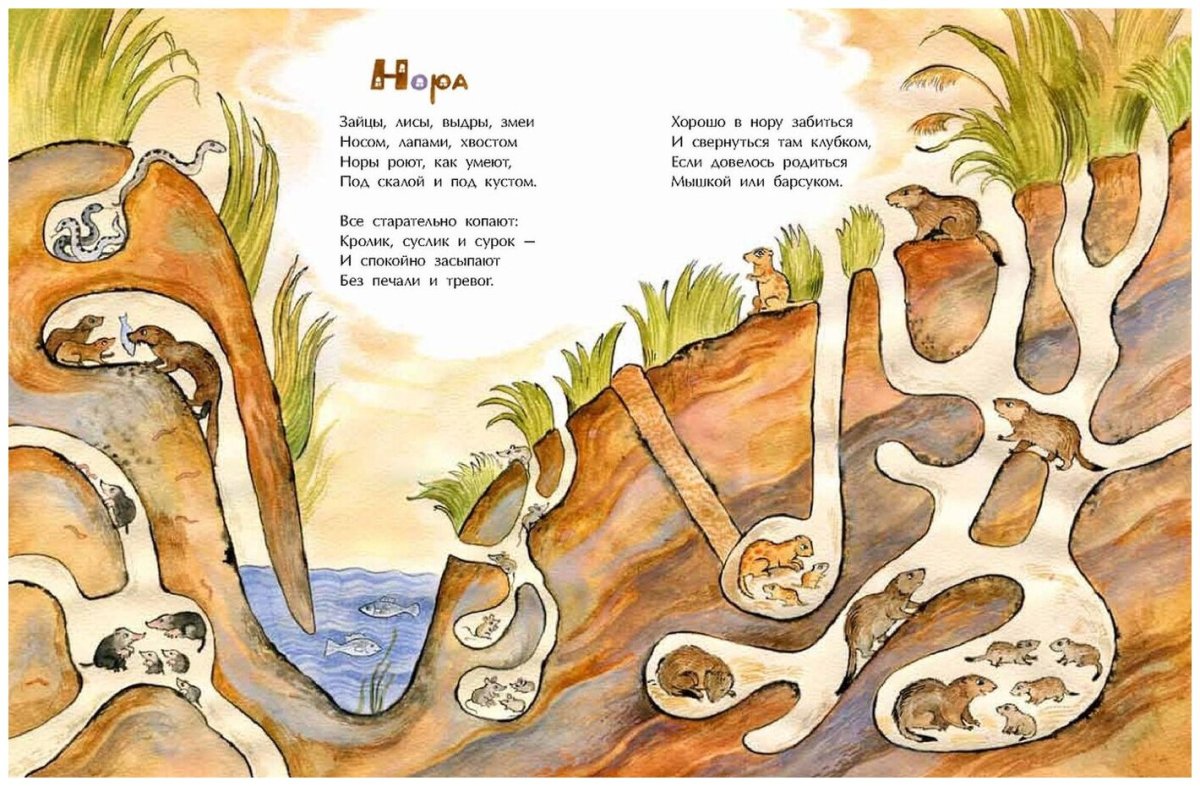 Норы Сурков схема