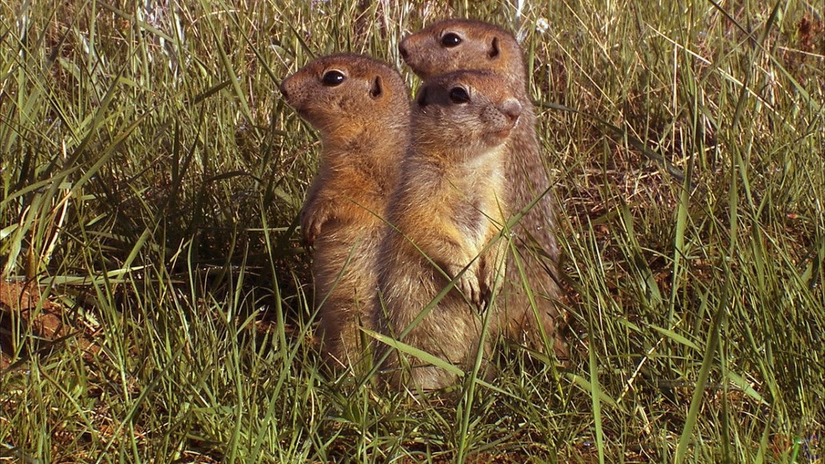 Три суслика