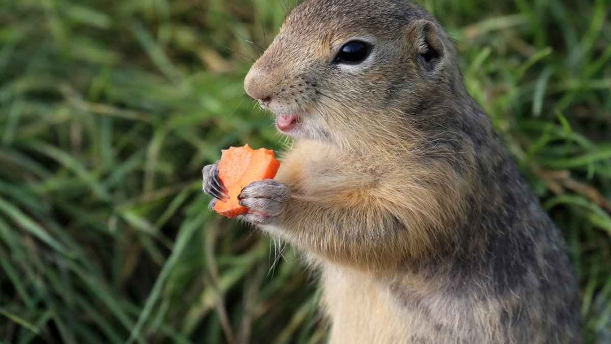 Фото суслика смешное с листиком во рту