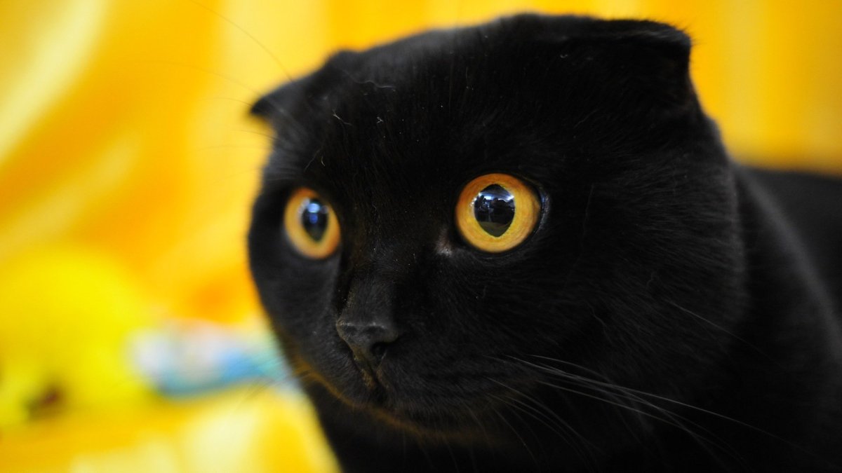 Чёрный вислоухий кот на белом фоне