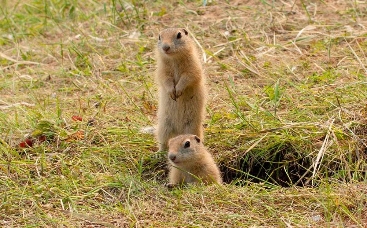 Тонкопалый суслик