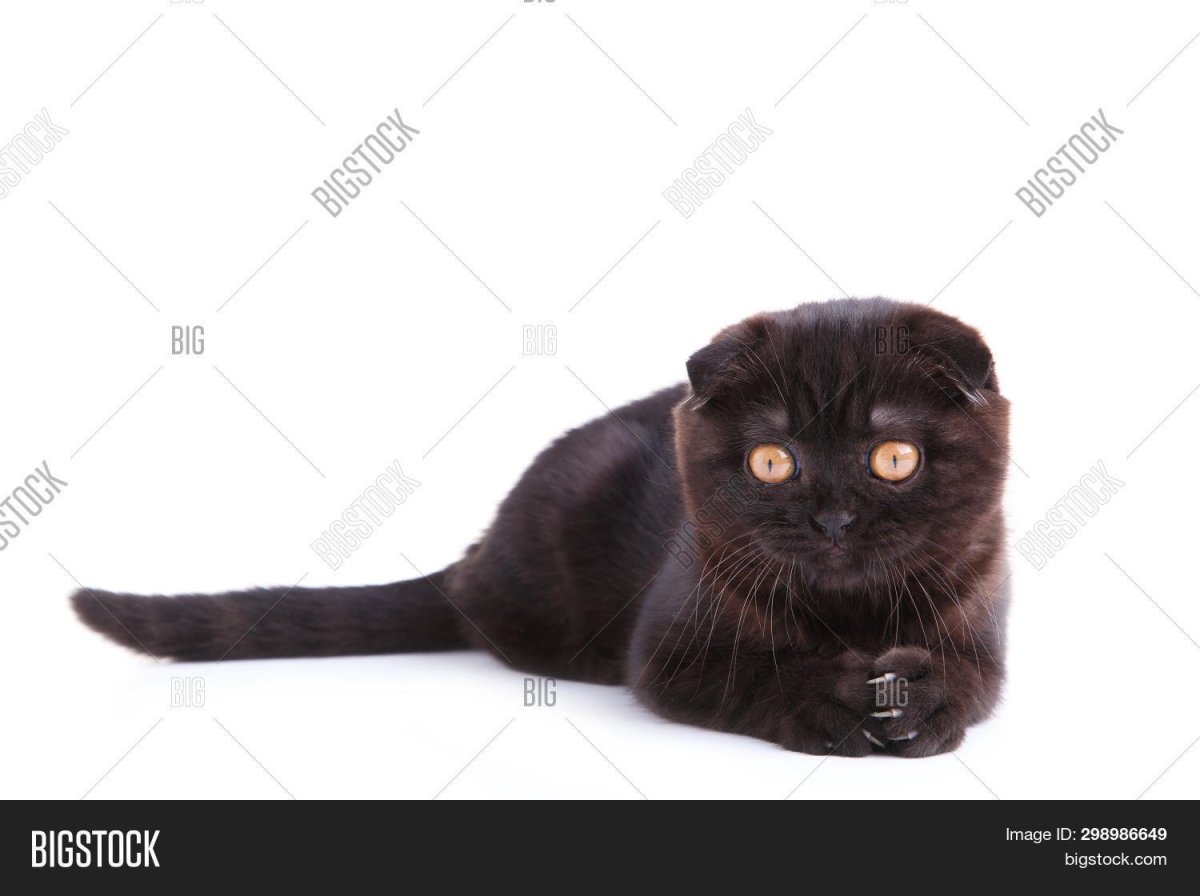 Британский кот с купированными ушами