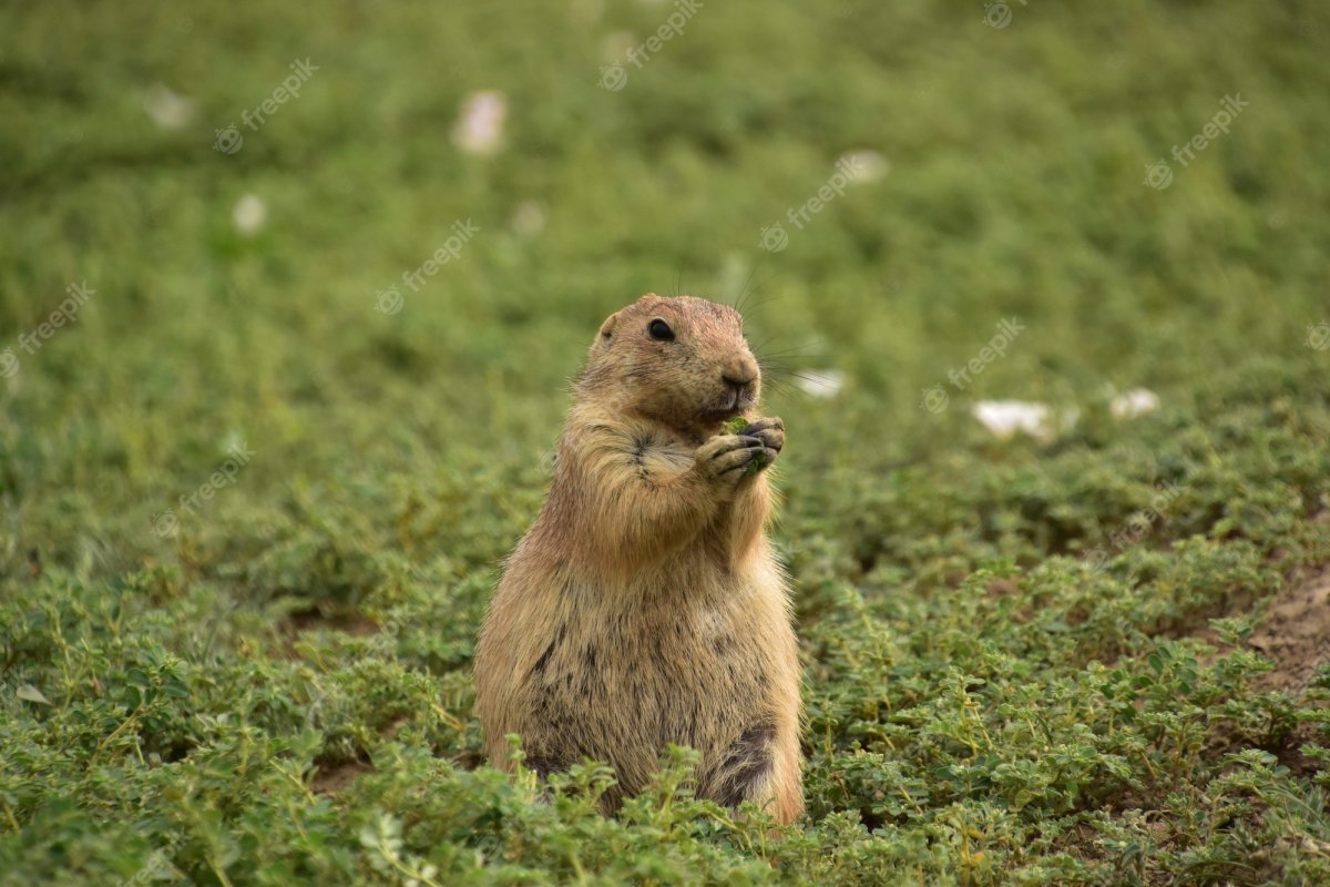 Карманный суслик
