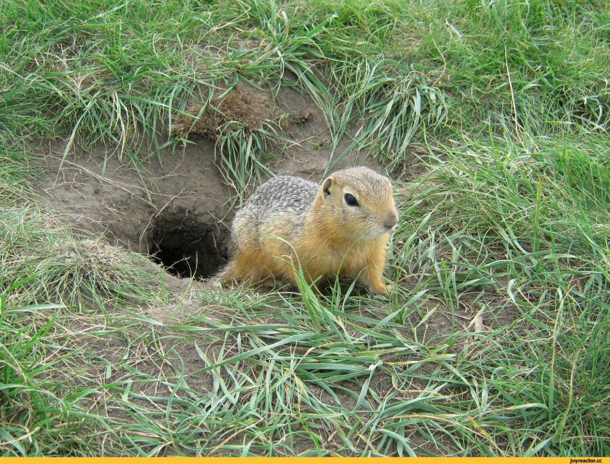 Крапчатый суслик норка