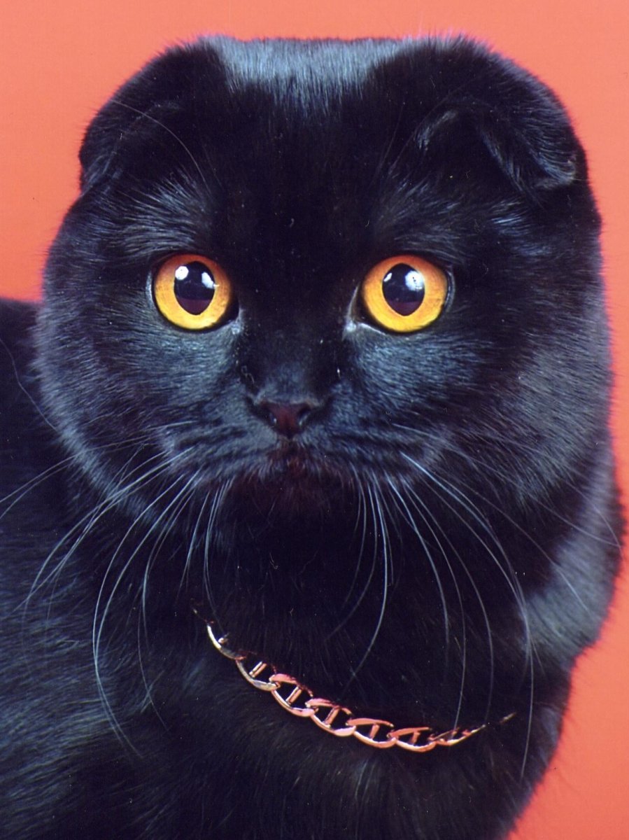 Кот британец черный