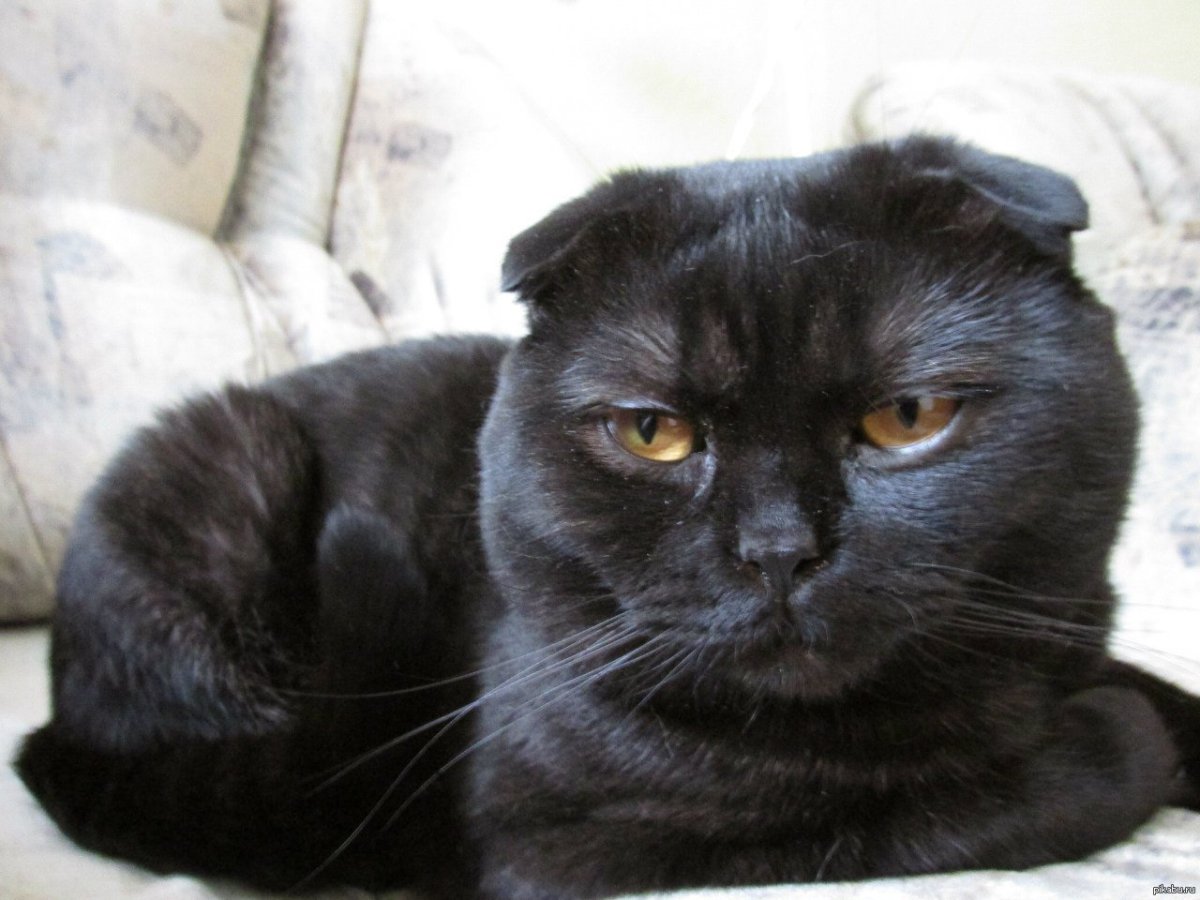 Шотландский остроухий кот шоколадный