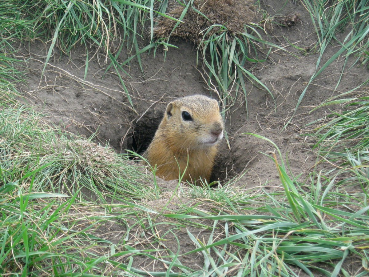 Сусличья Нора