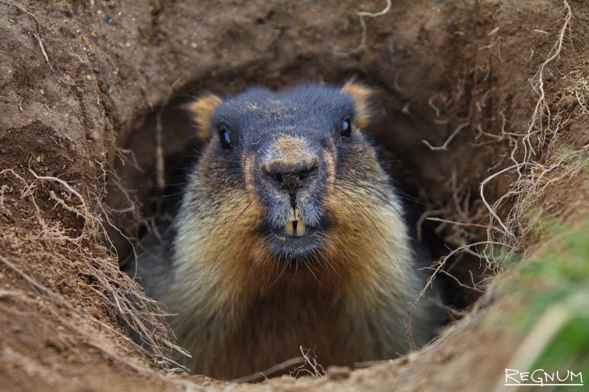 Тарбаган монгольский