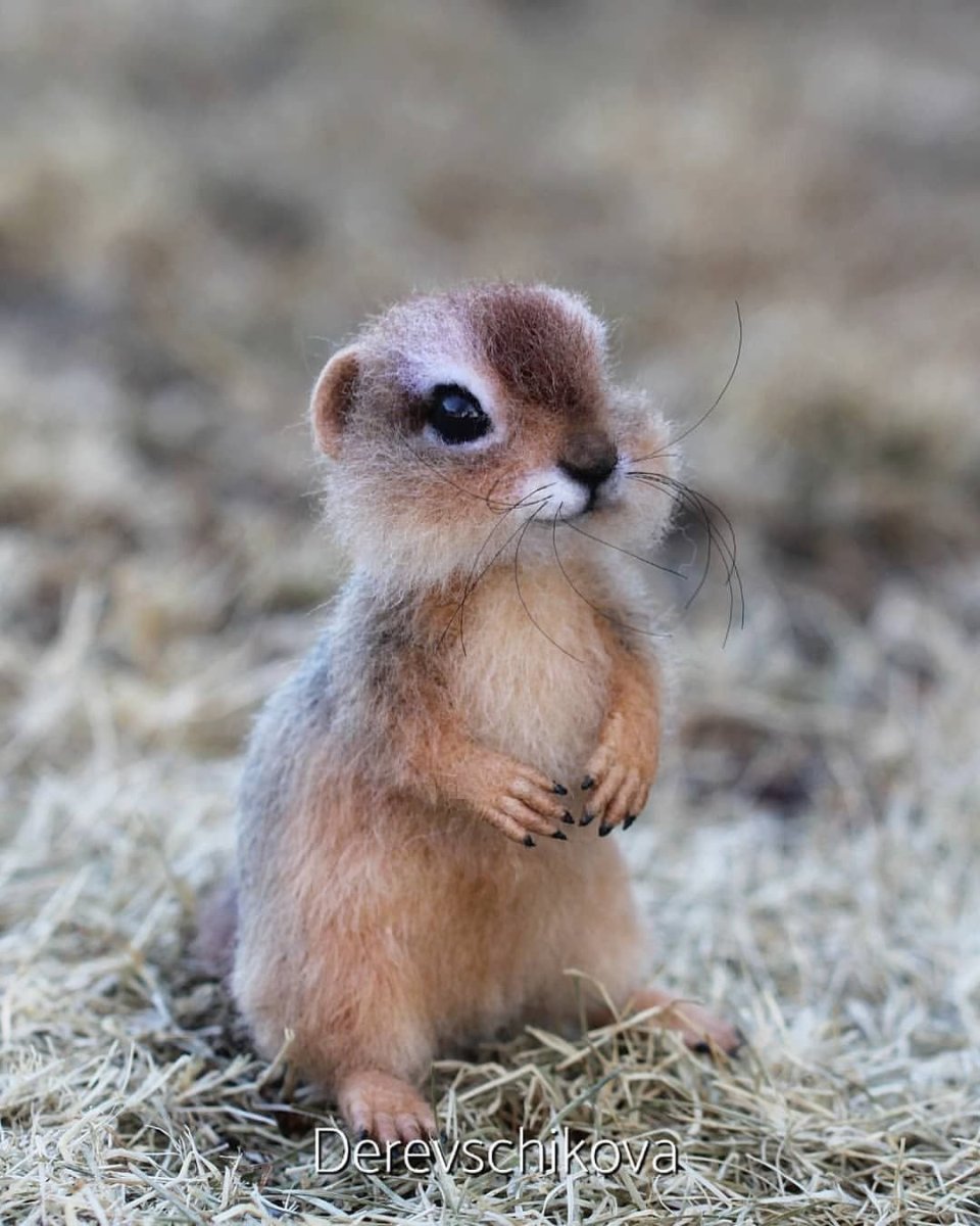 Суслик маленький