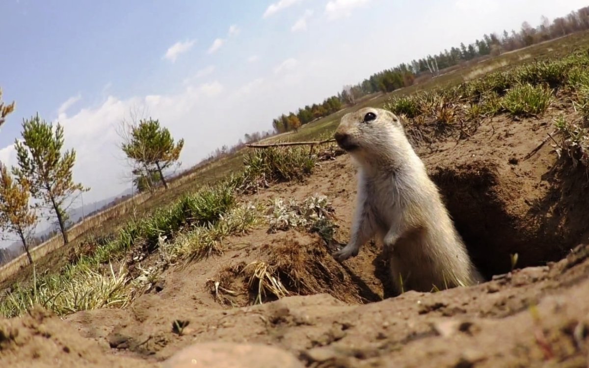 Даурский суслик