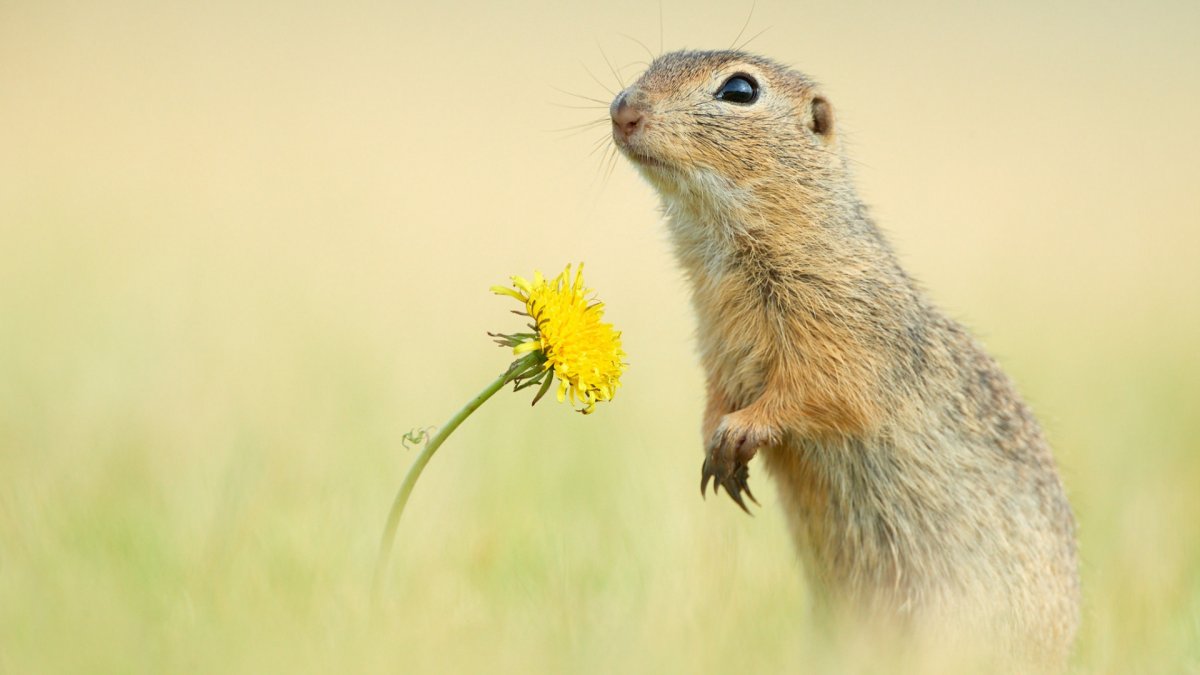 Суслик на рабочий стол