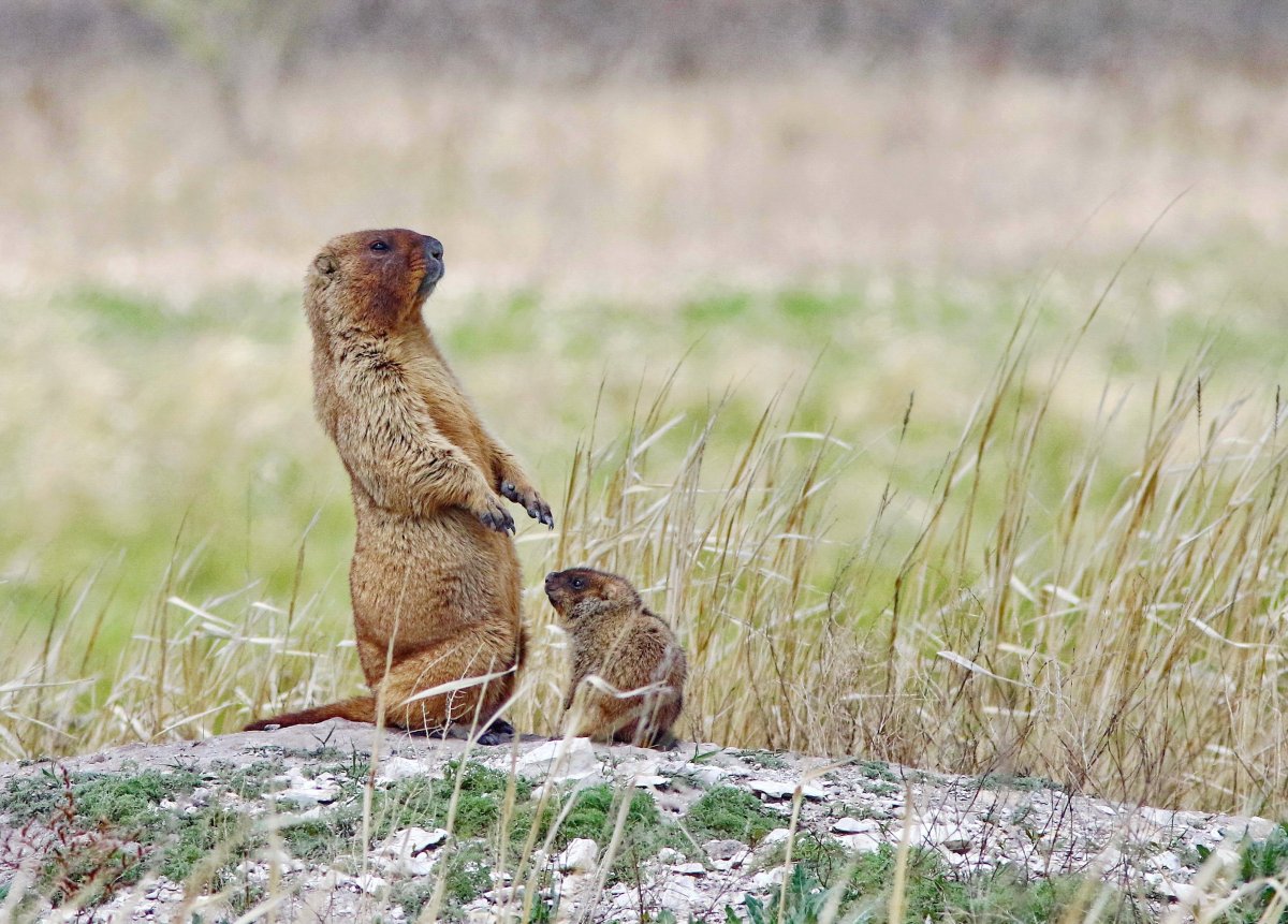 Сурок Байбак Сенгилеевские горы