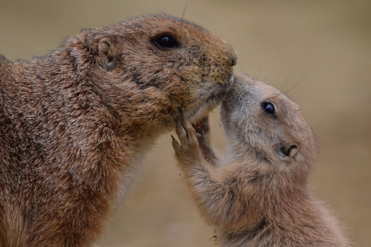 Детеныш суслика