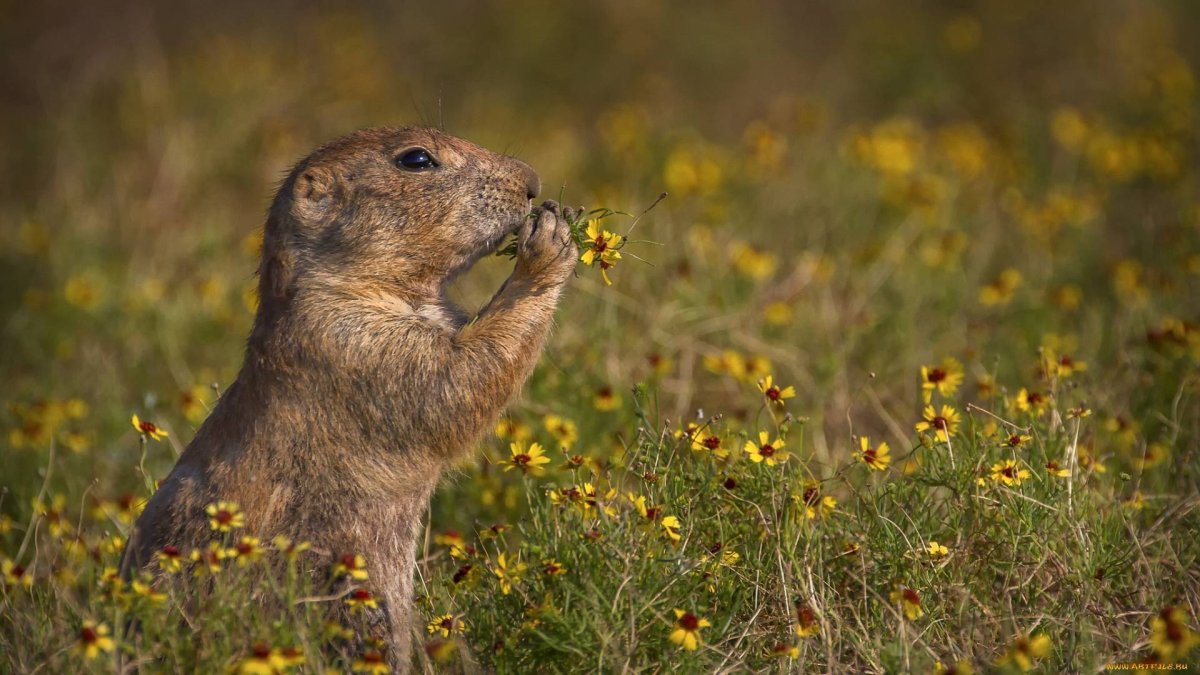 Животные обитатели полей