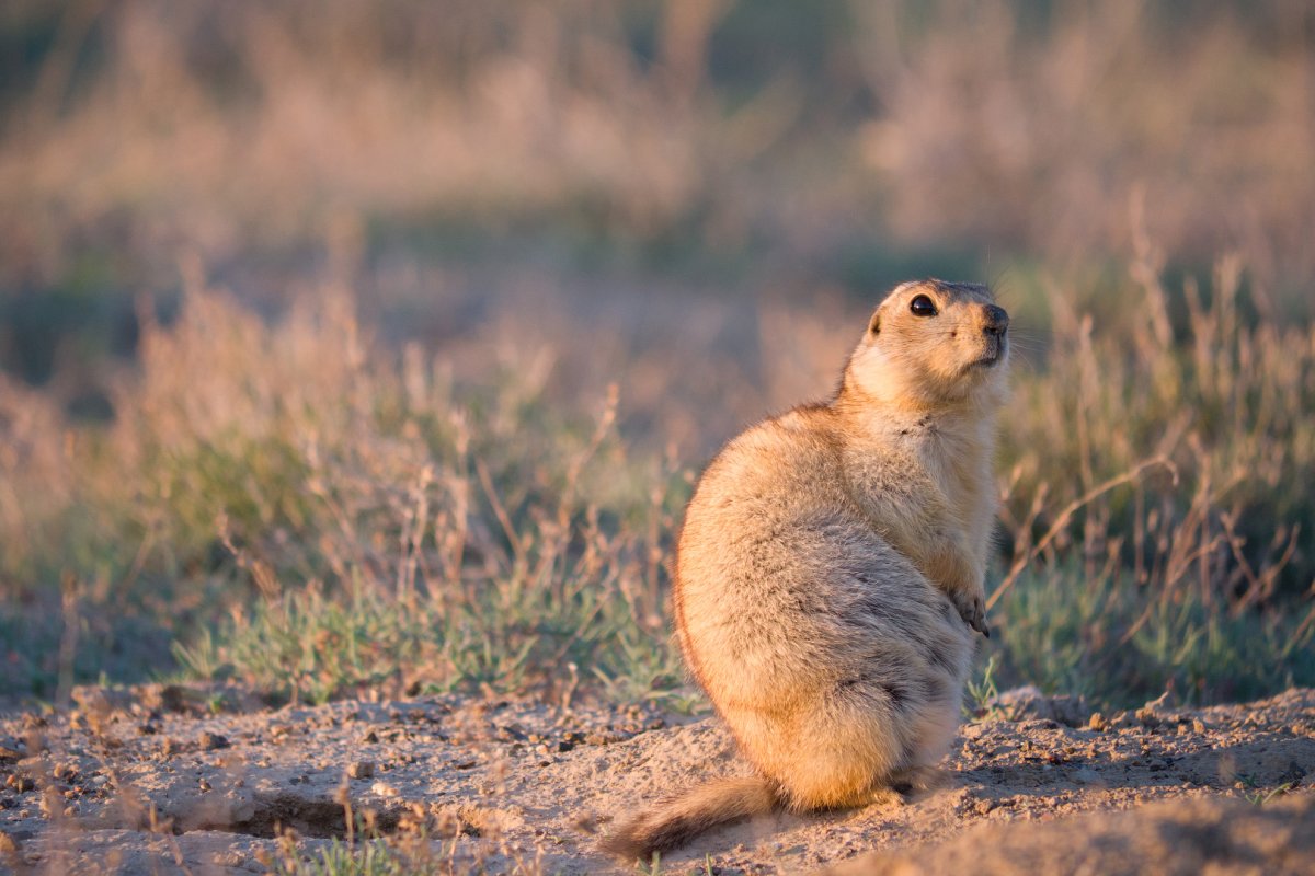 Желтый суслик Spermophilus fulvus