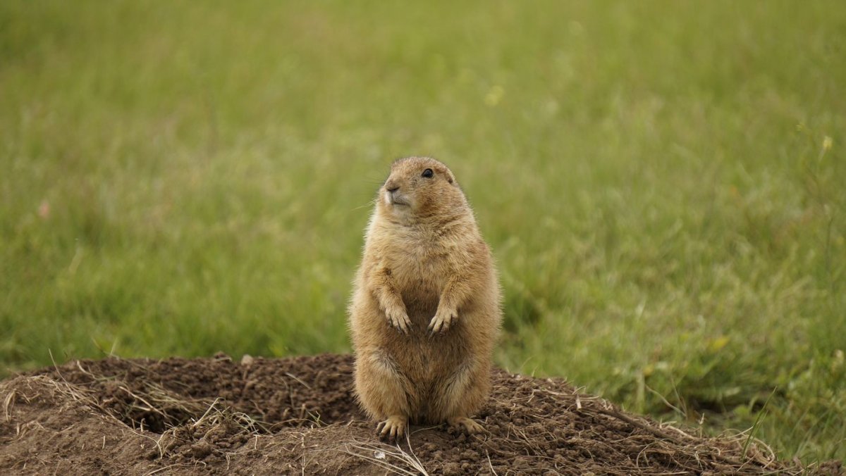 Лесостепной сурок