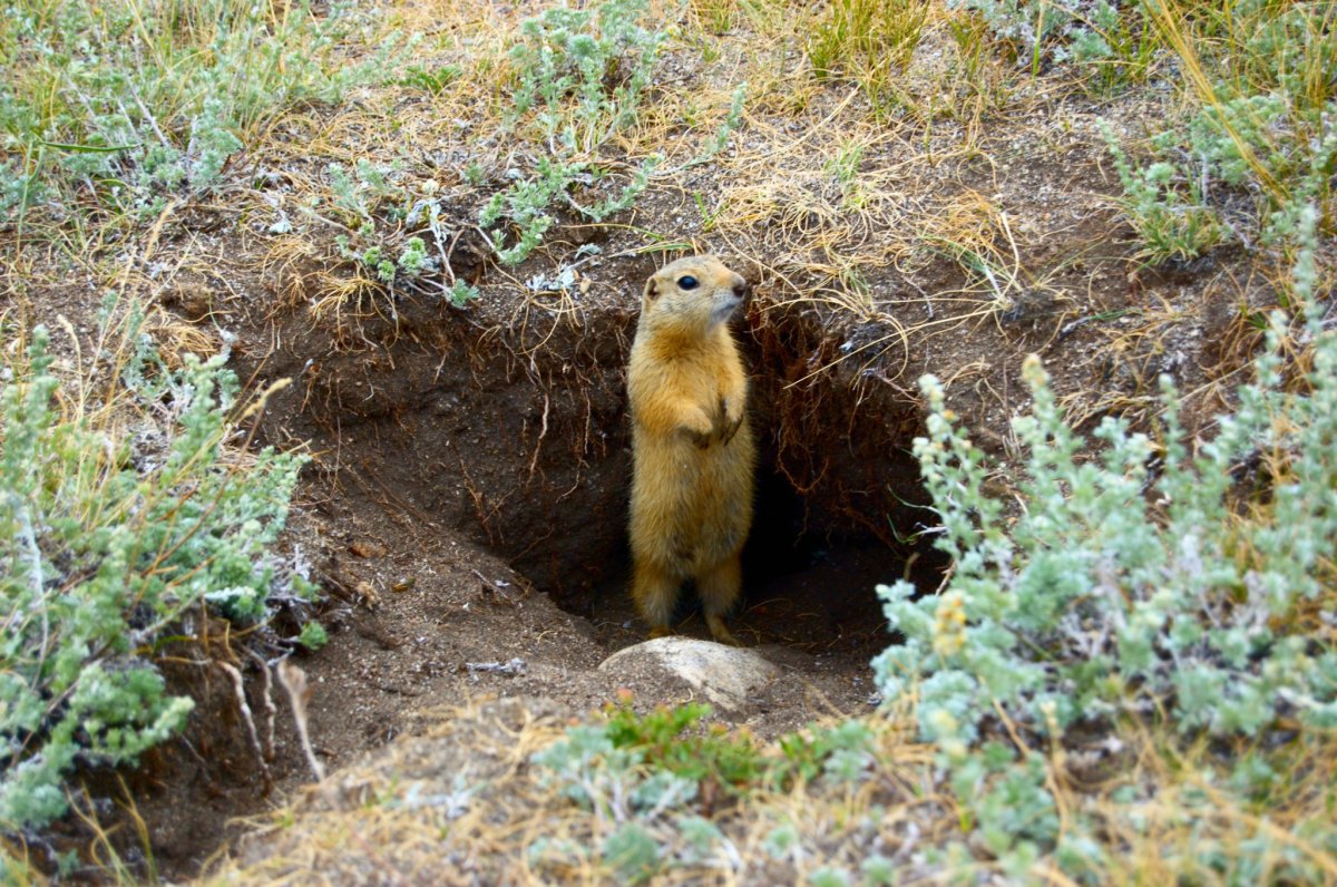 Нора суслика степного