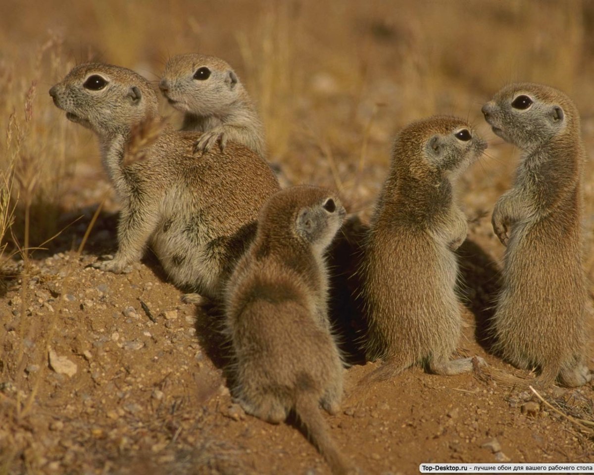 Детеныши Сурков