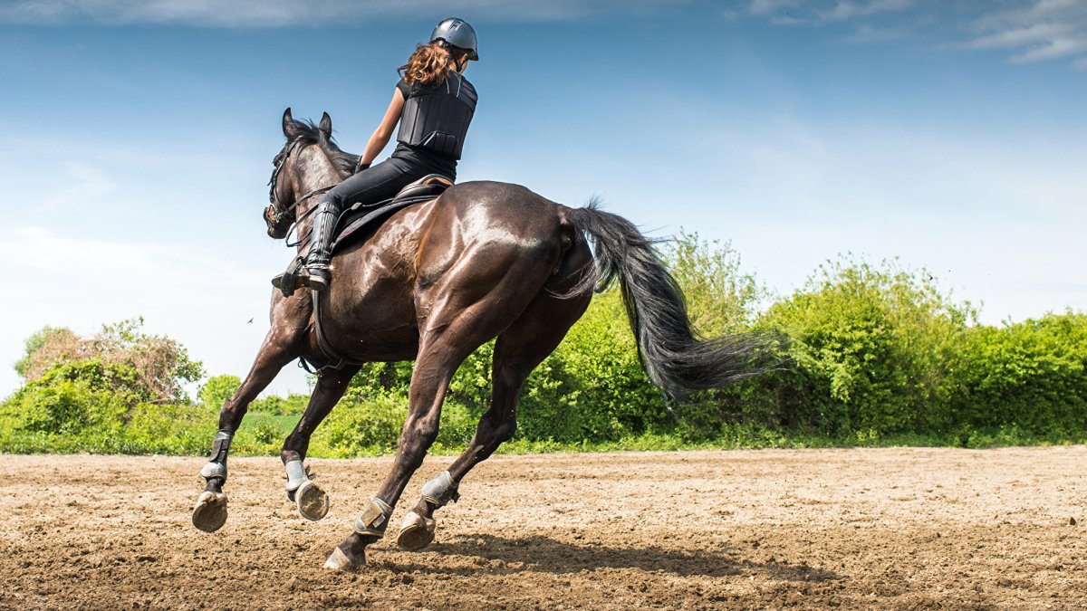 Верховая езда