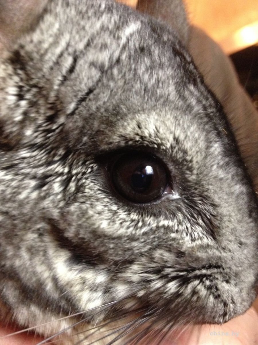 Новогодняя шиншилла