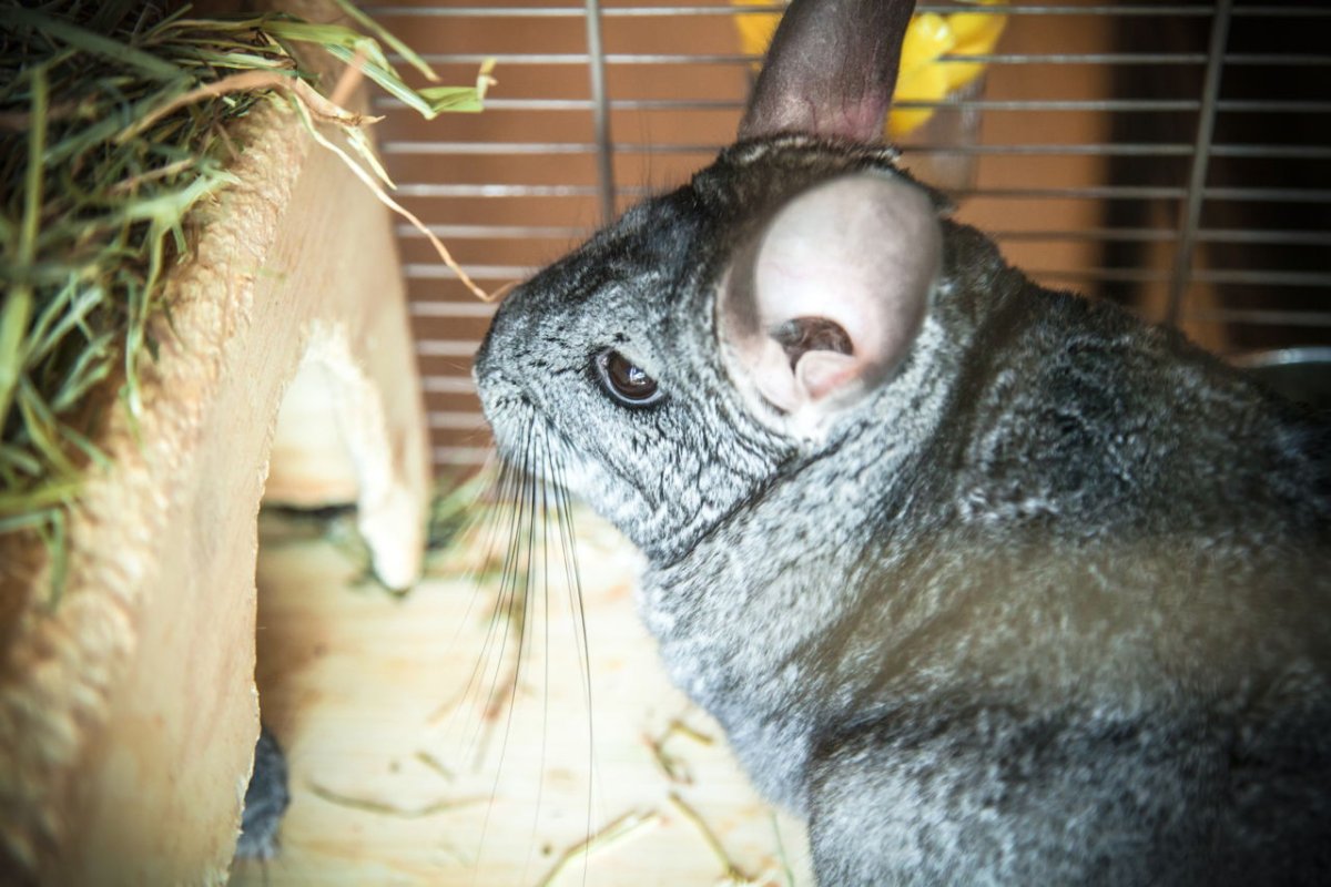 Шиншилла кастрирование