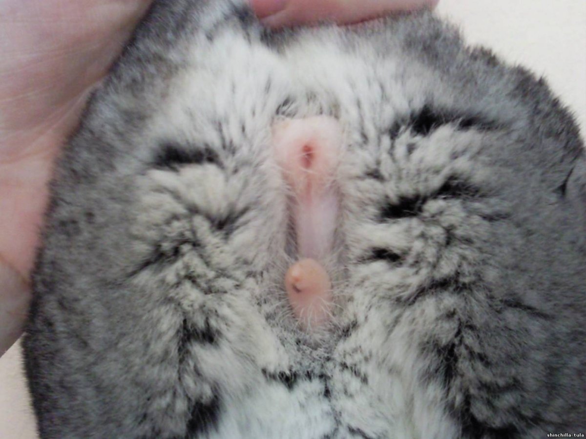 Летающая шиншилла